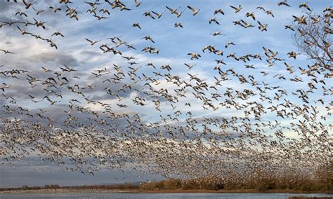 La migración de las aves adaptaciones y fisiología El Pulgar del Panda