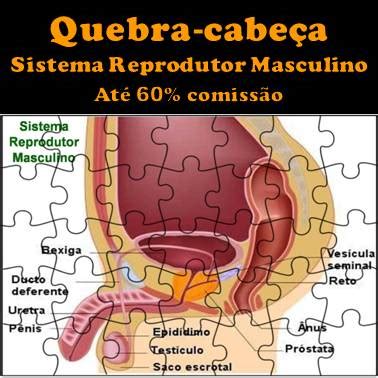 Quebra cabeça Sistema Reprodutor Masculino Paulo Roberto Braga