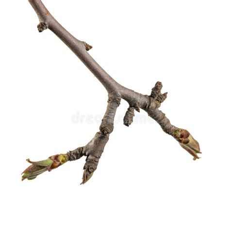 close    apple tree twig  small delicate buds growing