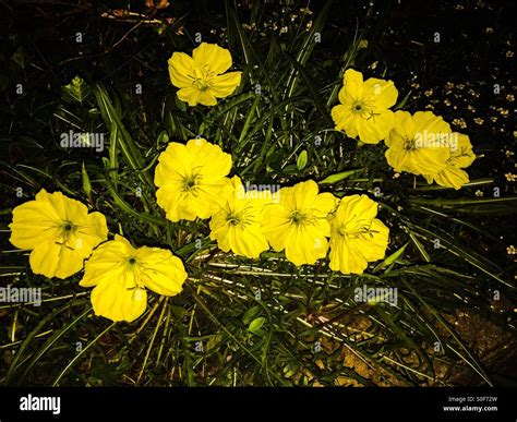 Nocturnal Blooming Hi Res Stock Photography And Images Alamy