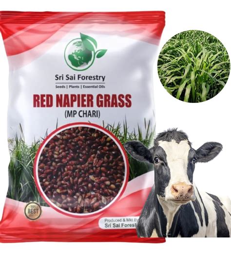 Sri Sai Forestry Red Napier Grass Seed Mp Chari Seeds Seeds