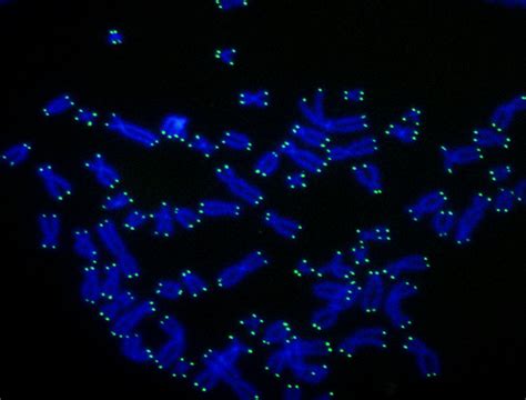 The Rockefeller University » Telomere shortening protects against cancer