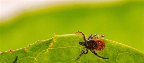 Send Ticks Down The Tubes With A Tick Tube Treatment