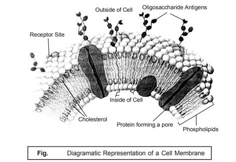 What Is The Makeup Of The Cell Membrane | Saubhaya Makeup