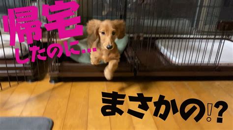 飼い主が帰宅した時の犬の反応が意外過ぎて面白すぎた【ミニチュアダックス犬多頭飼】 Youtube