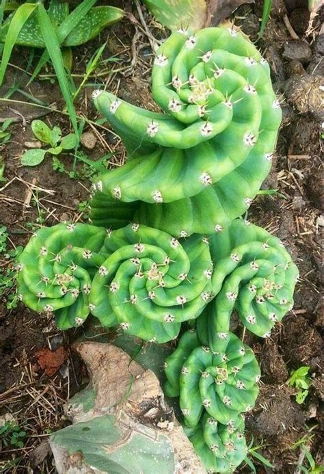 Amazing Unusual Plants To Grow In Your Garden Succulents Plants