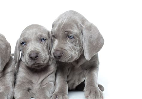 Weimaraner Puppies For Sale