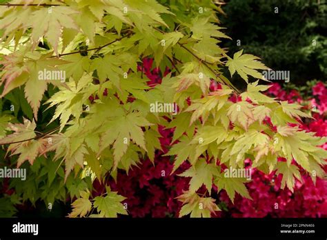 Acer Palmatum Orange Dream Garden Acer Orange Dream Japanese