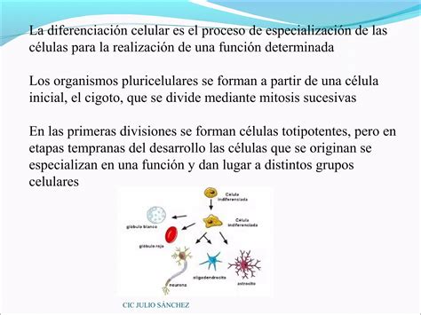 Organización Pluricelular De Los Seres Vivos Ppt