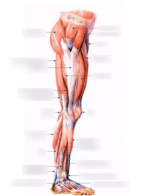 Lower Limb Lateral View Diagram Quizlet