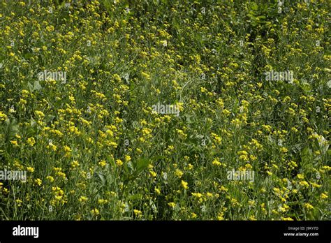 Mustard crop field india hi-res stock photography and images - Alamy