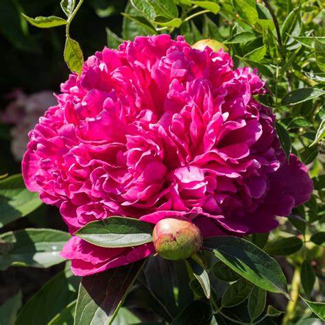 Pivoine Lactiflora Félix Crousse Pivoine De Chine à Grandes Fleurs