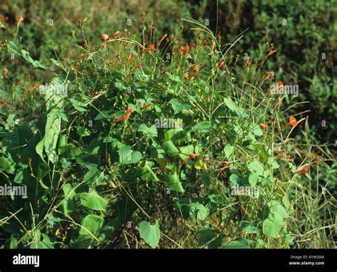 Small Red Morning Glory Ipomoea Coccinea Flowering Plant Stock Photo