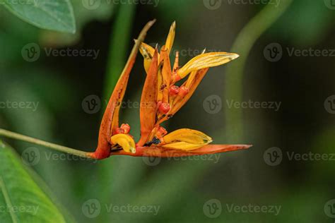 Flowering Angiosperm Plant 13070979 Stock Photo at Vecteezy