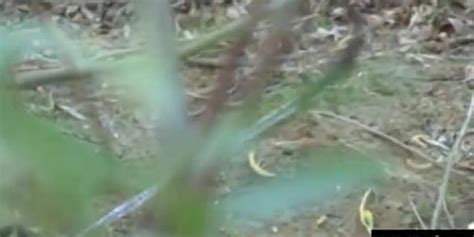 Sexy Tattooed Blonde Dahlia Sky Is Gagged And Staked To The Ground Outdoors Mike Hunt Bailey