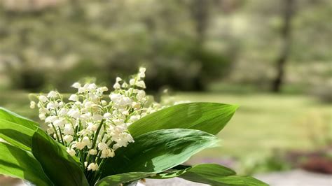 Pourquoi Offre T On Du Muguet Le Er Mai The Weather Channel