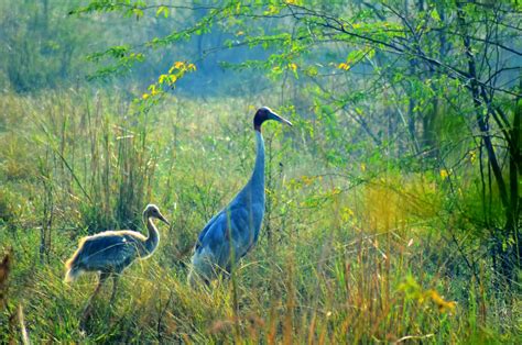 Keoladeo Bird Sanctuary Bharatpur Reviews Keoladeo Bird Sanctuary