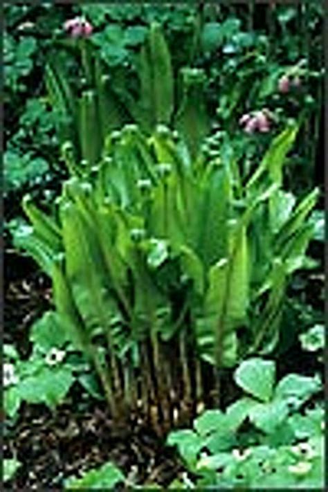 2006 Great Plant Picks make their stunning debut