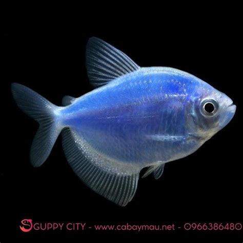 Cá cánh buồm xanh nước biển - GUPPY CITY - Cá Bảy Màu Hà Nội