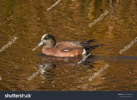 Male American Wigeon Duck Mareca Americana Stock Photo 1674609949 ...