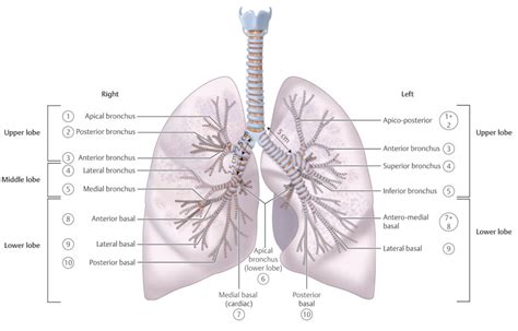 2 Tracheobronchial System Radiology Key