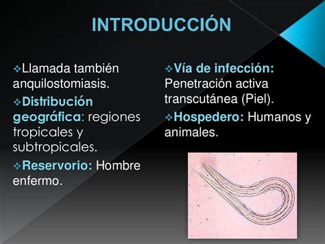 Uncinariasis Necator Americanus Y Ancylostoma Duodenale