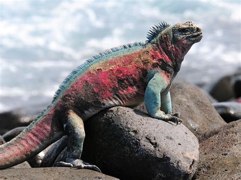 Marine Iguana Amblyrhynchus Cristatus Vince Smith Flickr