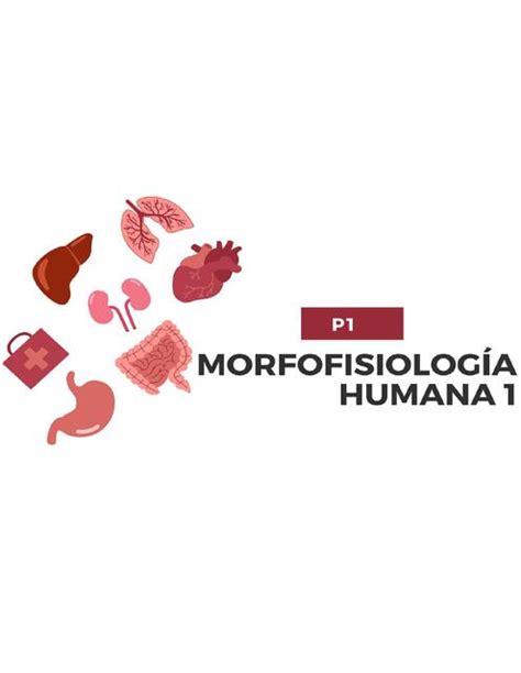 P Morfofisiolog A Humana Ysaac Garcia Udocz