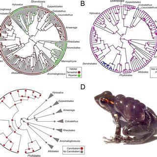 Ancestral Reconstruction Of Coloration Tadpole Deposition Site And Sex