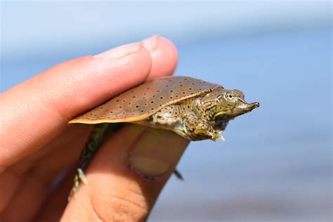 Spiny Softshell Turtle