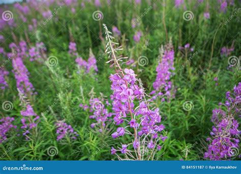 Field With Fireweed Stock Image Image Of Foliage Closeup 84151187