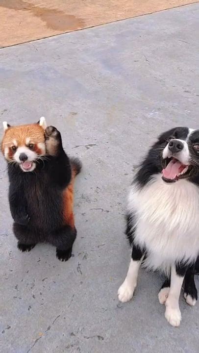 Red Panda & A Dog : r/redpandas