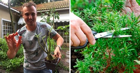 Guia Geral De Como Fazer Poda Nas Plantas