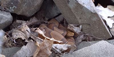 Houston Snakes - Common and Venomous Snakes of Houston, Texas Harris County