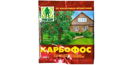 Колорадский жук: обработка картофеля, средства, препараты
