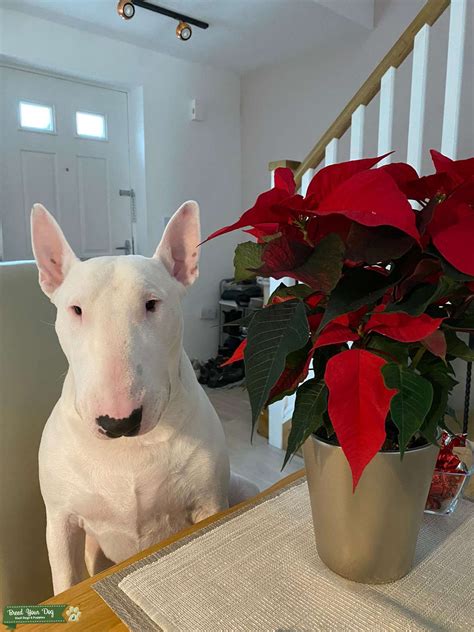 English bull terrier - stud KC reg. - Stud Dog in Erith, the United
