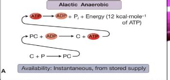 Chapter 3: Anaerobic Metabolism During Exercise Flashcards | Quizlet