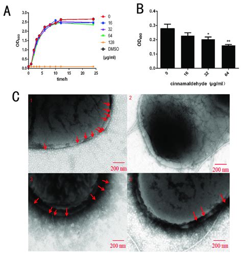 Cinnamaldehyde Inhibits Salmonella Type I Fimbriae A Growth Curve Of