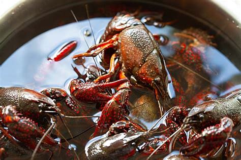 Crayfish Boil Recipe Witcher 3 | Dandk Organizer