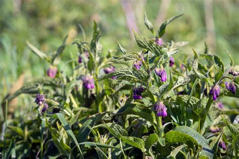 Purple Flowers Of A Common Comfrey Plant Growing In Wild Nature Stock