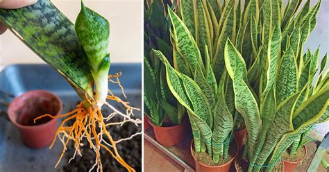 Come Riprodurre Una Sansevieria A Partire Da Una Sola Foglia 1 Metodo