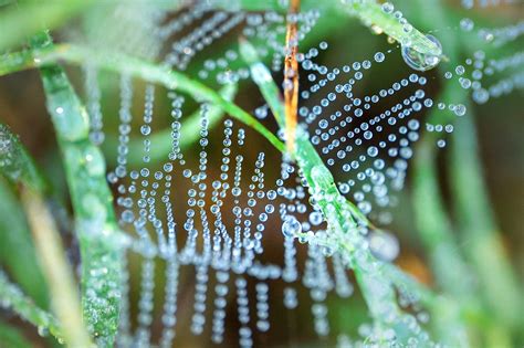 Get Ready For The Colors Of Autumn With Macro Photography Sigma