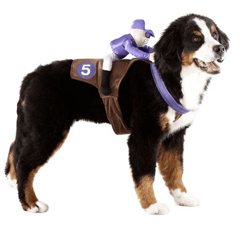 Bernese Mountain Dogs in Halloween Costumes - PB on Life