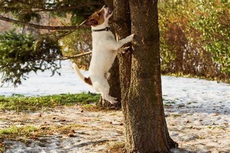 How to Stop Your Dog from Chasing Squirrels, Birds, and Other Animals | Leon Valey Veterinary ...