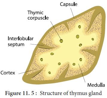 Thymus gland