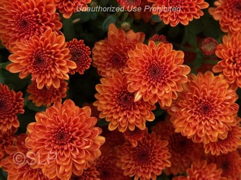 Plantfiles Pictures Chrysanthemum Garden Mum Florists Mum Ashley