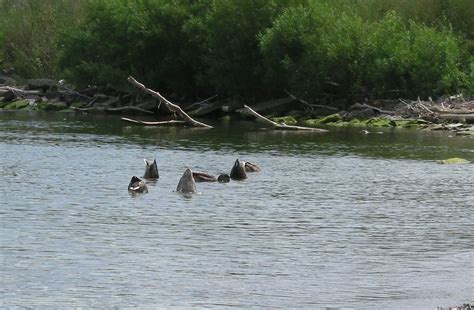 Mallard Ducks Bottoms Up Colonel Samuel Smith Park Toronto Photo