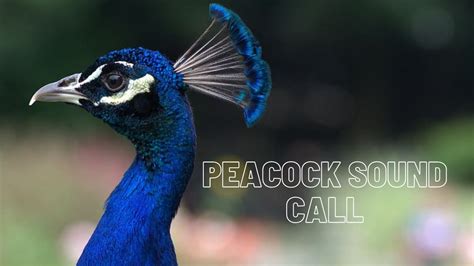 Peacock Sounds Peacock Call Peafowl Sounds Peafowl Call Voice