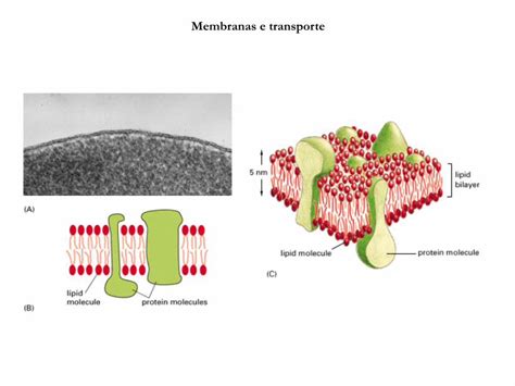 Pdf Membranas E Transporte Federal University Of Rio Bioinfo Iq
