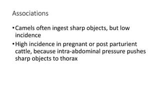 Traumatic Reticulopericarditis PPT